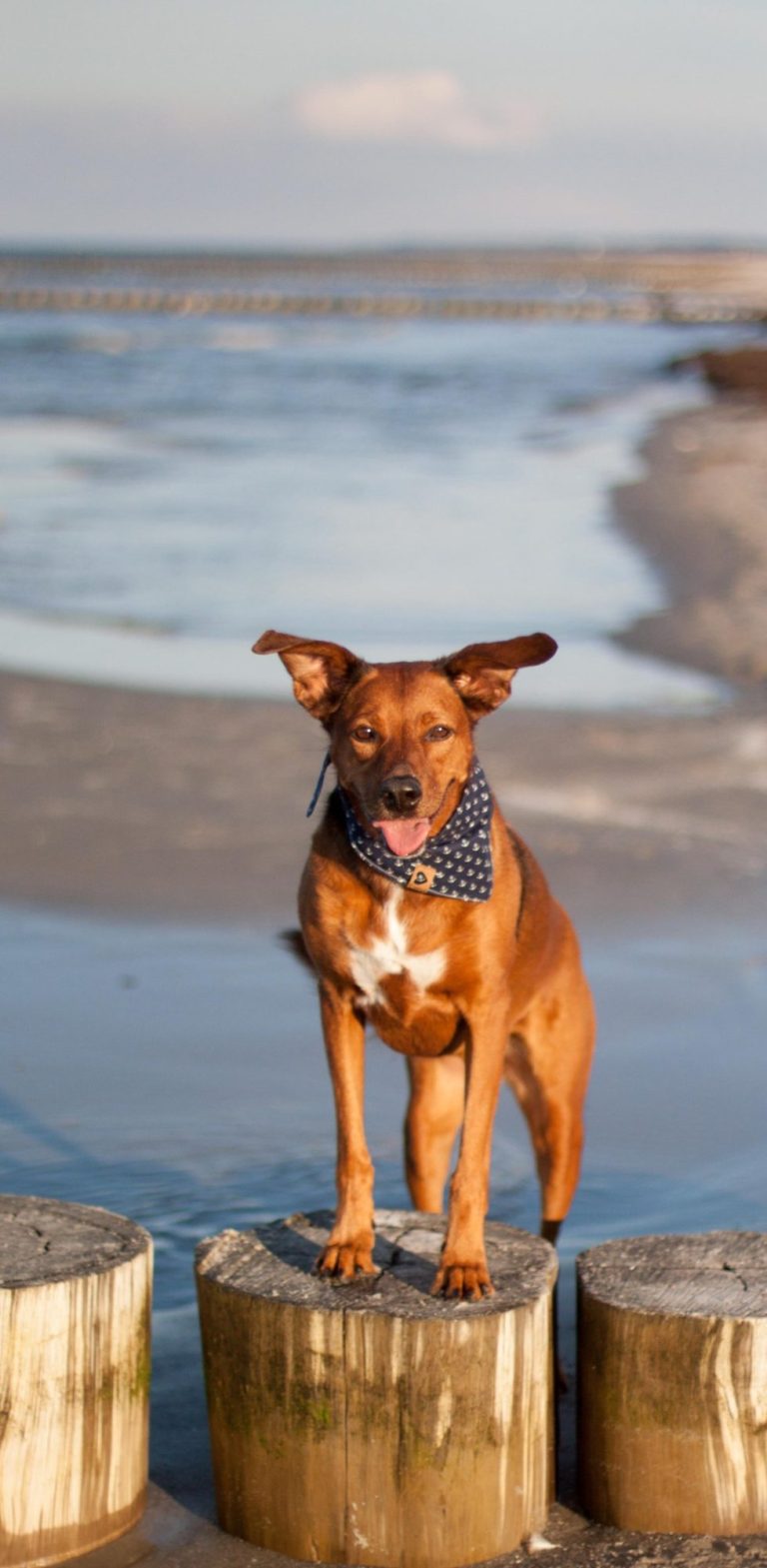 Hundeurlaub Brauner Hund steht auf Holzstöcken am Strand, mit Meer im Hintergrund.