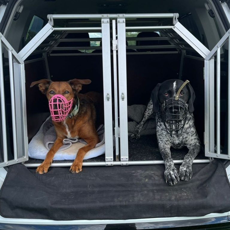 Maulkörbe Zwei Hunde in Transportboxen, einer mit Maulkorb, der andere entspannt daneben liegend.