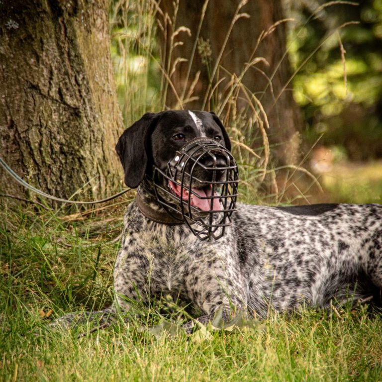 Maulkorbträger Ein gescheckter Hund mit Maulkorb liegt entspannt im Gras.