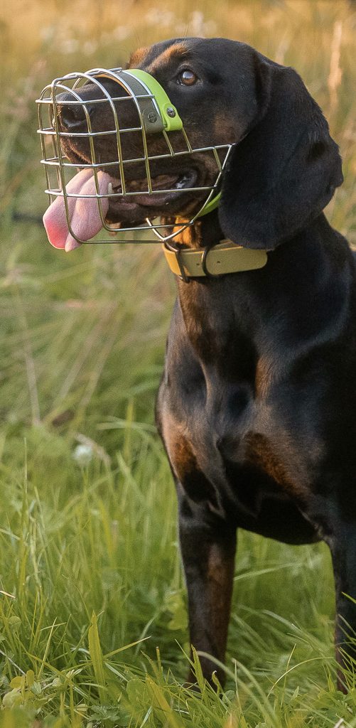 Hundeurlaub Brauner Hund steht auf Holzstöcken am Strand, mit Meer im Hintergrund.