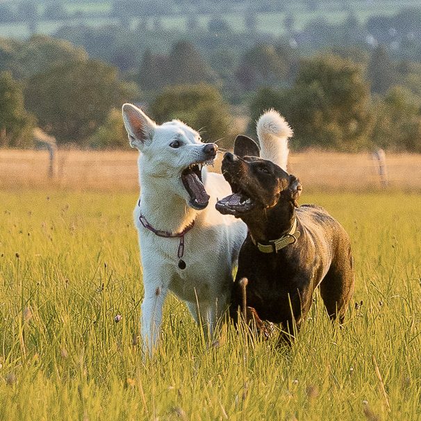 Hundepärchen Zwei Hunde in bunten Regenmänteln stehen auf einem Waldweg.