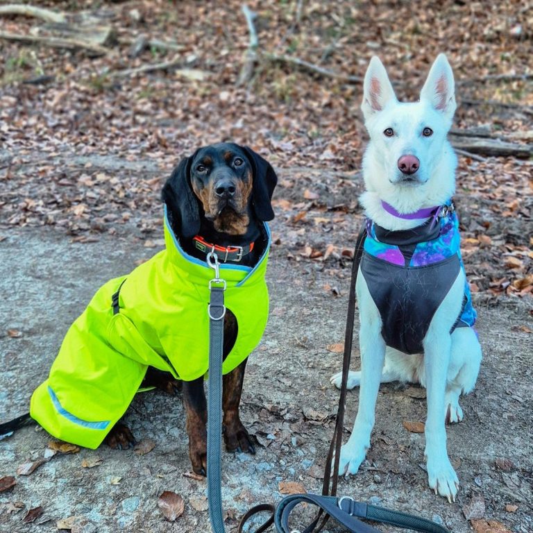 Hundepärchen Zwei Hunde in bunten Regenmänteln stehen auf einem Waldweg.