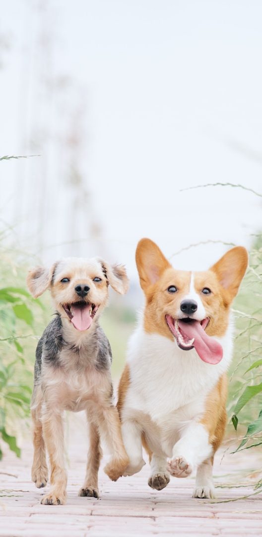 Hundefreunde Zwei fröhliche Hunde, ein Corgi und ein Terrier, laufen nebeneinander auf einem Weg.
