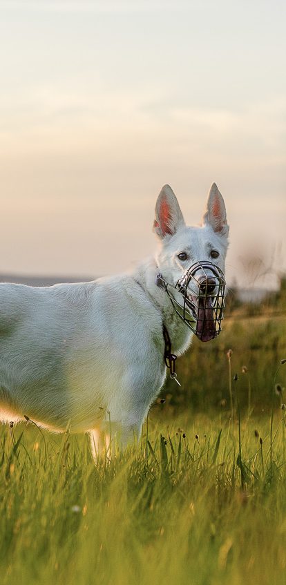 Hundefreunde Zwei fröhliche Hunde, ein Corgi und ein Terrier, laufen nebeneinander auf einem Weg.