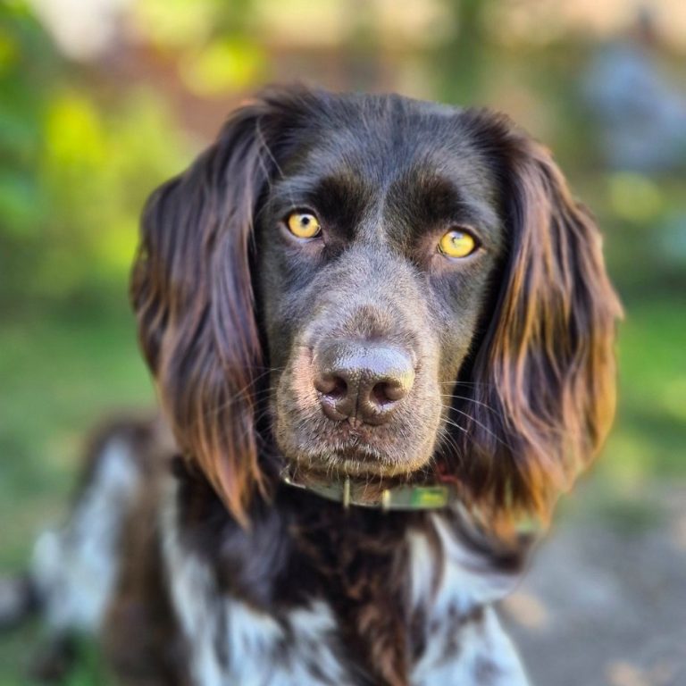 Hund im Blick Ein brauner Hund mit langen Ohren und lebhaften, gelben Augen in einer grünen Umgebung.