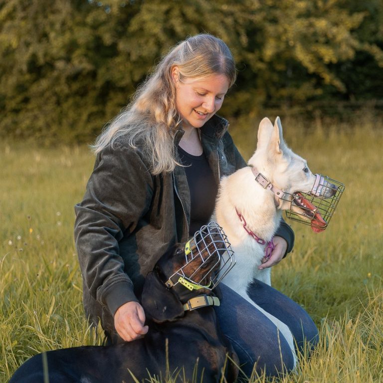Maulkörbe Zwei Hunde in Transportboxen, einer mit Maulkorb, der andere entspannt daneben liegend.